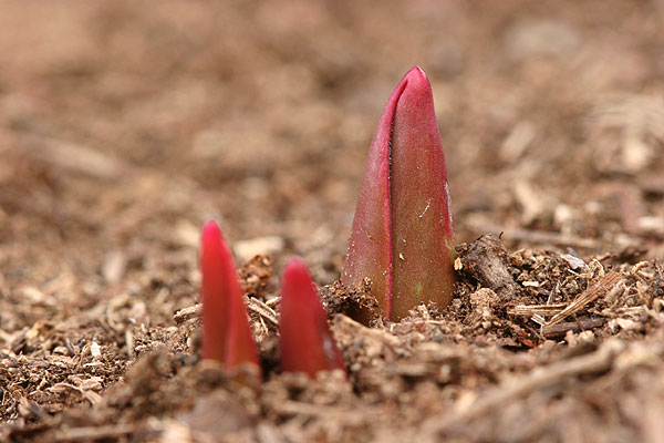 チューリップの芽
