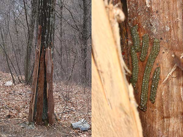 杉板を外してみると