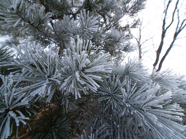 マツに着いた霧氷