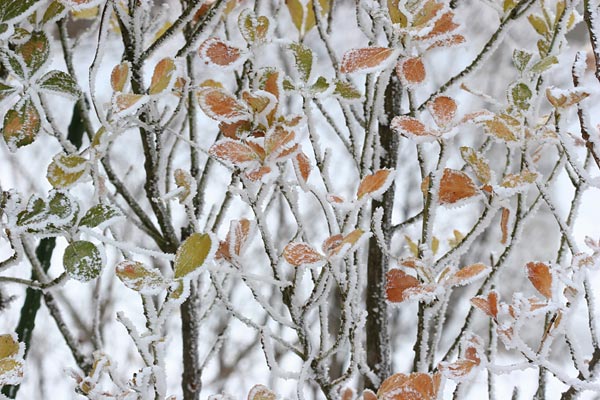 マサキについた霧氷