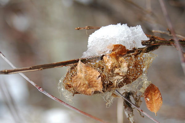 クスサンの空繭