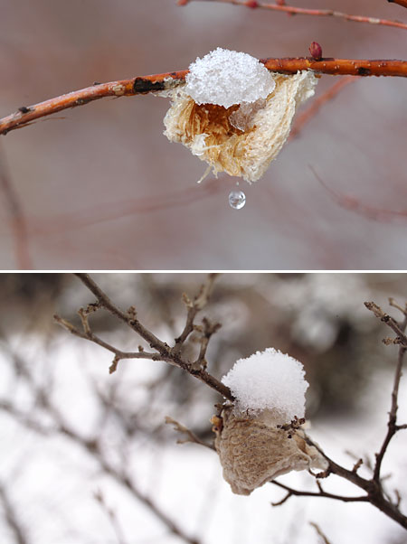 カマキリの卵のう