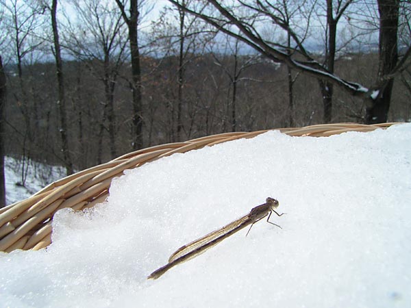 雪の上のオツネントンボ