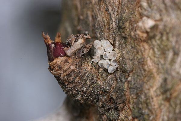 ハリギリに見つけた卵の殻