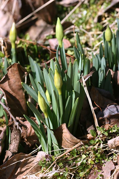 スイセンのつぼみ