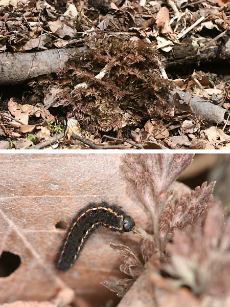 ウスバシロチョウの幼虫