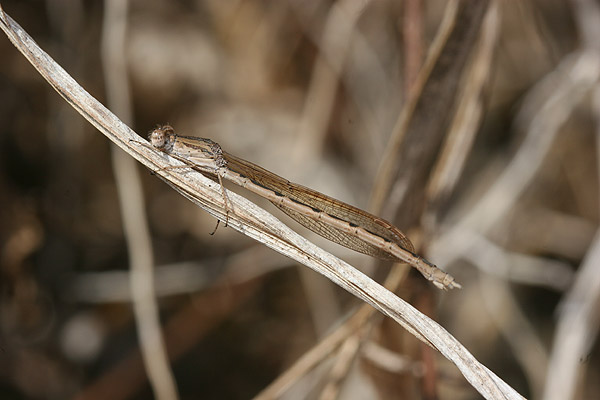 オツネントンボの日向ぼっこ
