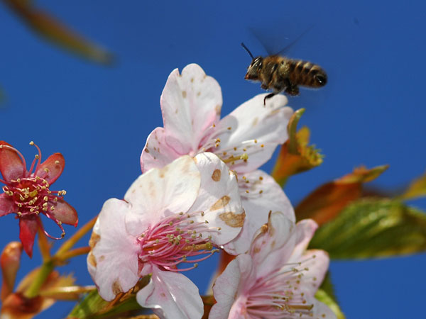 カワヅザクラとニホンミツバチ