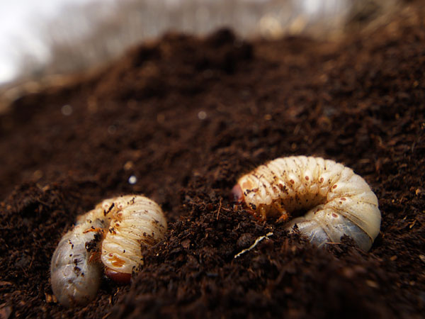 カブトムシの幼虫