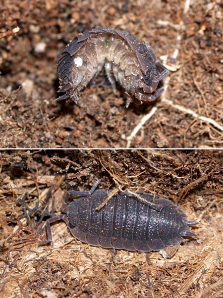 ワラジムシの死んだ真似