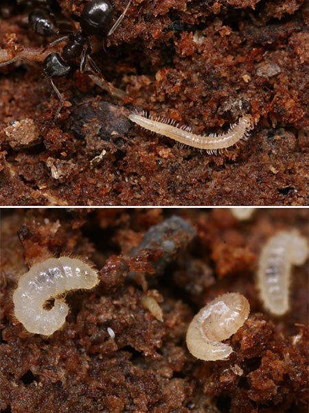 アリの巣で見つけた白いヤスデ