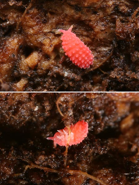 赤いイボトビムシ