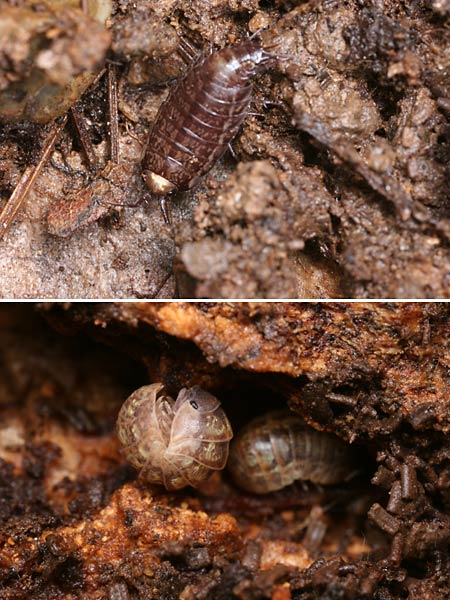 ヒメフナムシの一種