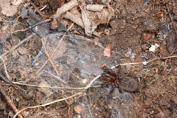越冬中のヤチグモ
