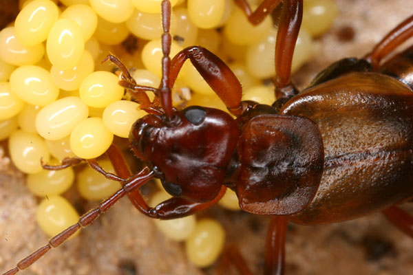 卵を守るコブハサミムシ