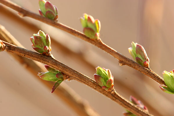 ユキヤナギの新芽