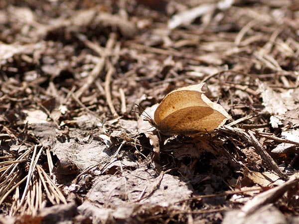 スジボソヤマキチョウの体温調節