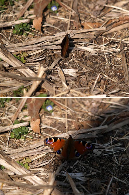 クジャクチョウの体温調節