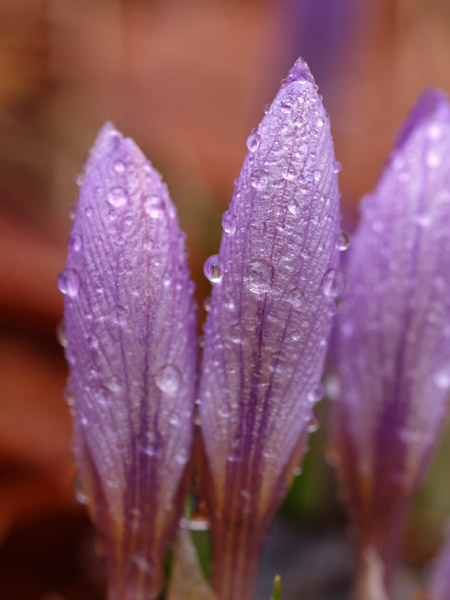 雨の中のクロッカス