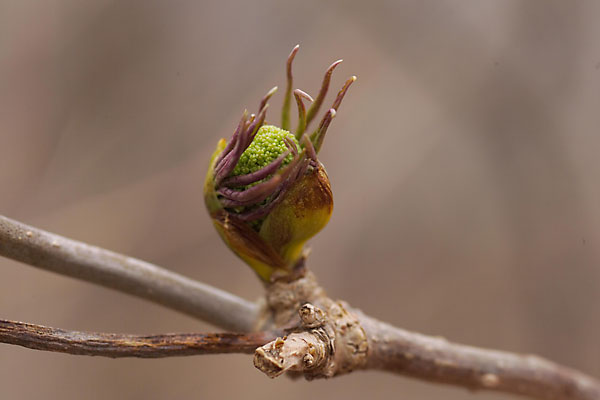 ニワトコの芽吹き