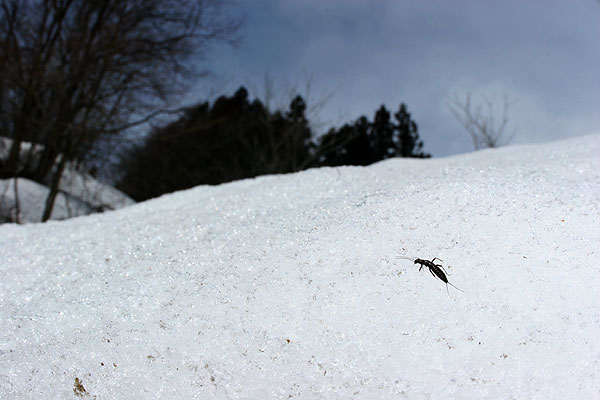 セッケイカワゲラ
