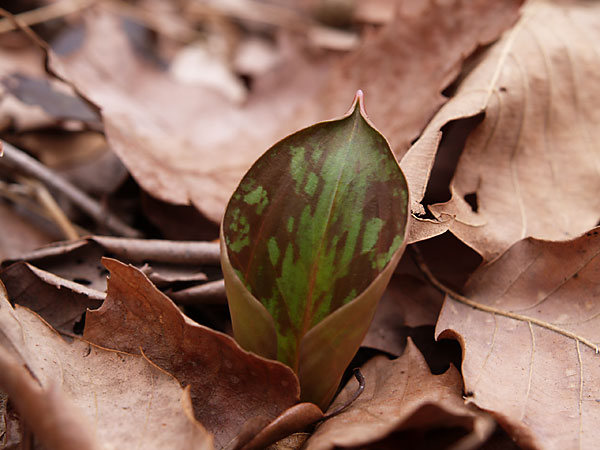 カタクリの芽吹き