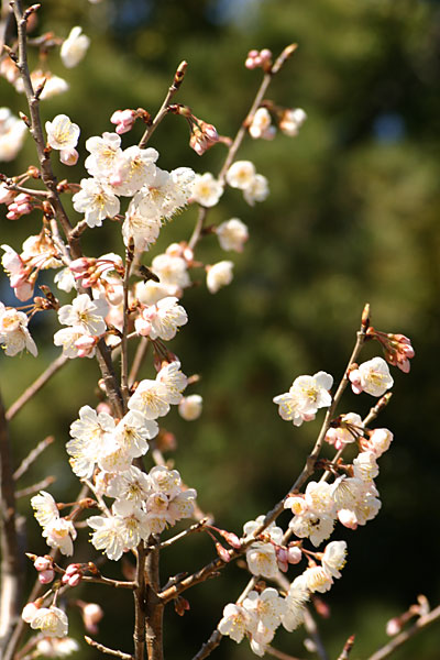 セイヨウミザクラ
