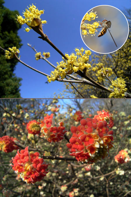サンシュユとミツマタ