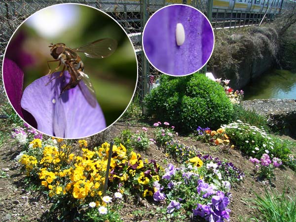 ヒラタアブの産卵