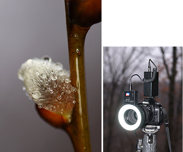 雨のネコヤナギ（ＵＮリングライト）