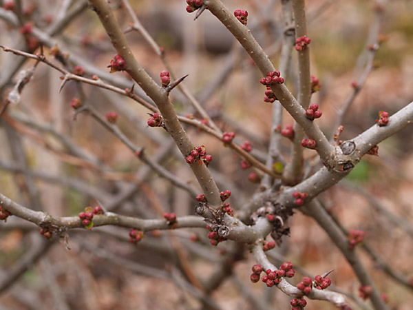 クサボケのつぼみ