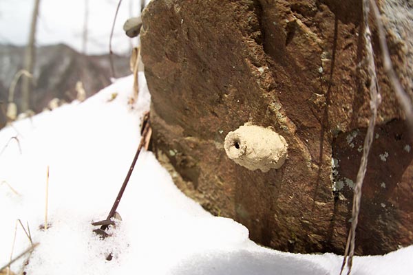 トックリバチの巣