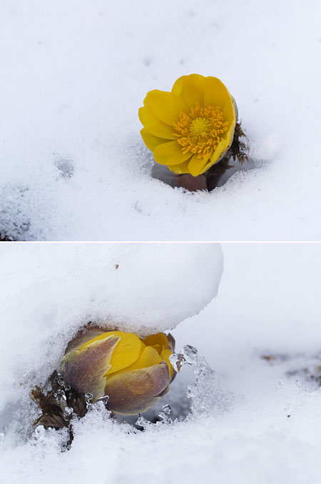 雪の中のフクジュソウ
