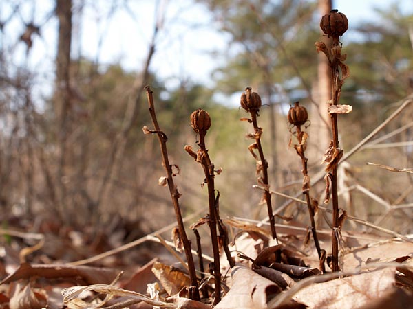 アキノギンリョウソウの実