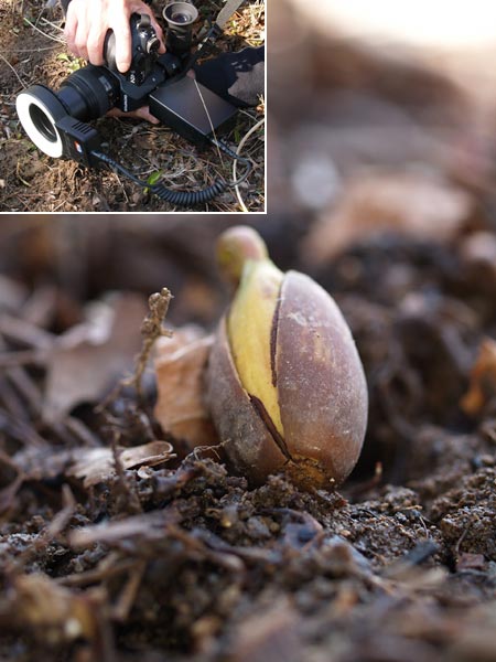 コナラの芽生え（ＵＮリングライト）