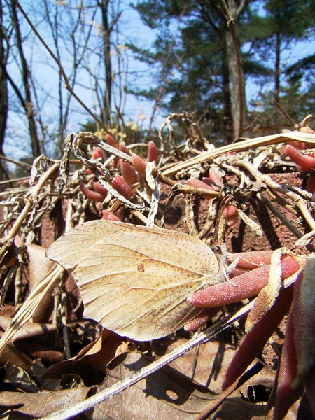 庭のスジボソヤマキチョウ