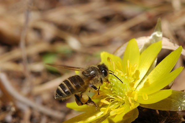 フクジュソウとニホンミツバチ
