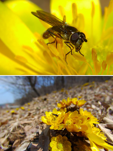 フクジュソウとアブ