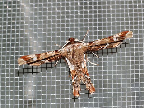 オカモトトゲエダシャク