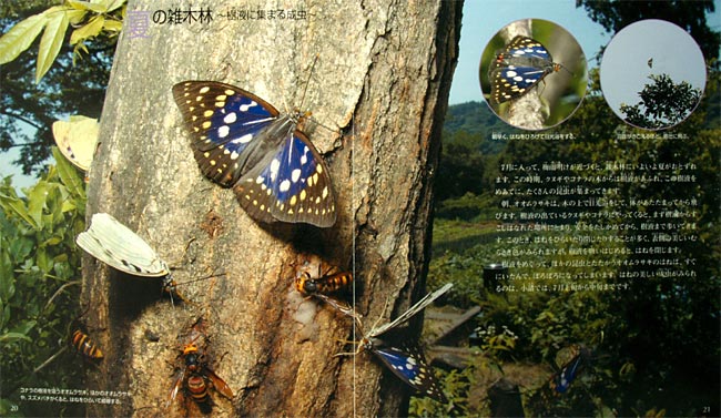 新しく出た本「虫から環境を考える」