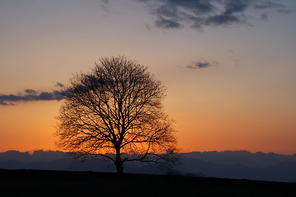 いつものクルミの木