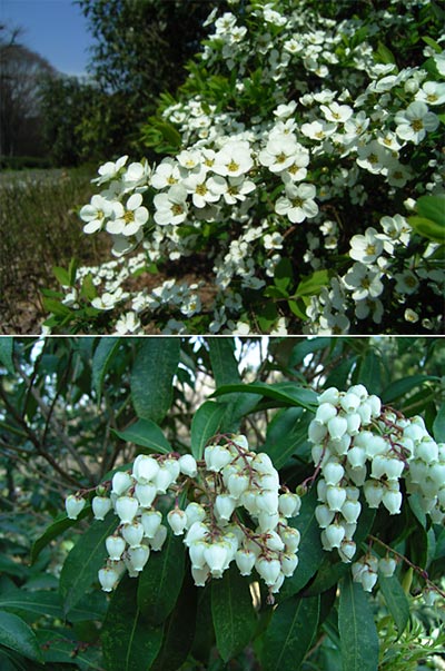 ユキヤナギとアセビ