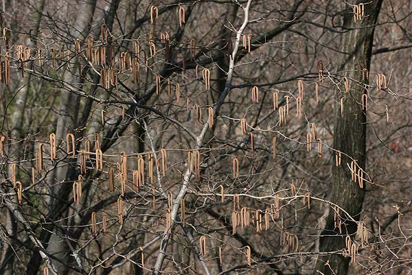 ツノハシバミの花穂