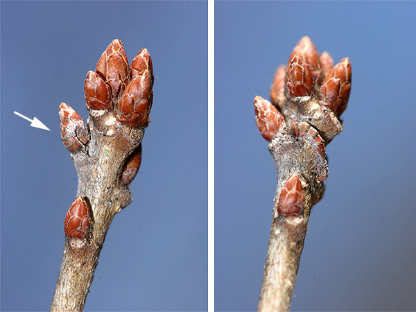 カギシロスジアオシャクの幼虫