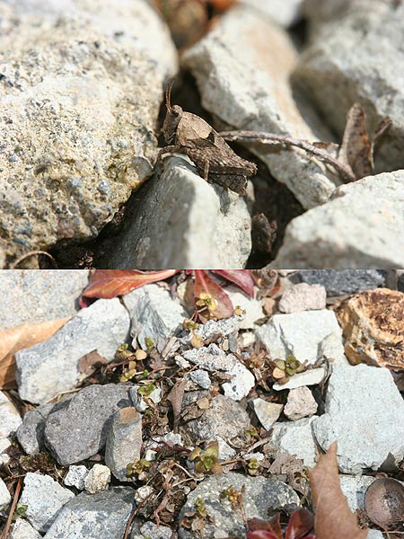 越冬後のヒシバッタ