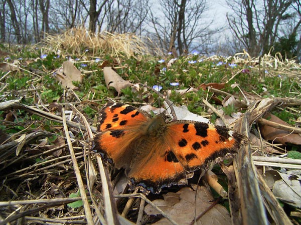 ヒオドシチョウ