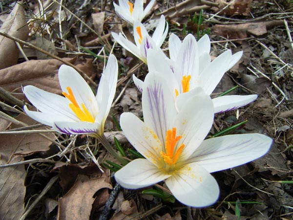 庭のクロッカス