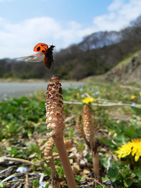 ツクシとテントウムシ