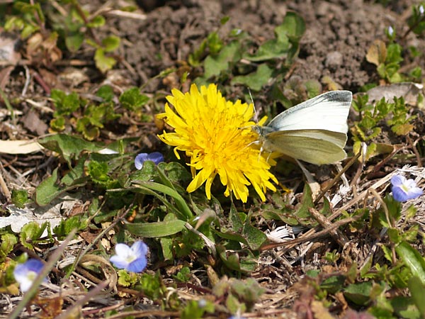 タンポポとモンシロチョウ