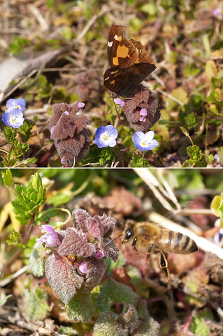 ヒメオドリコソウの蜜を吸うテングチョウ